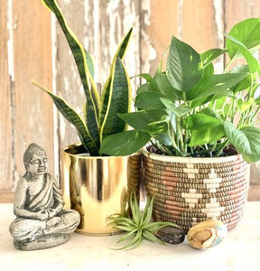 The Do's and Don'ts of Houseplant Care