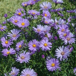 Asters Believer (needs to be deadheaded) PERENNIAL4"