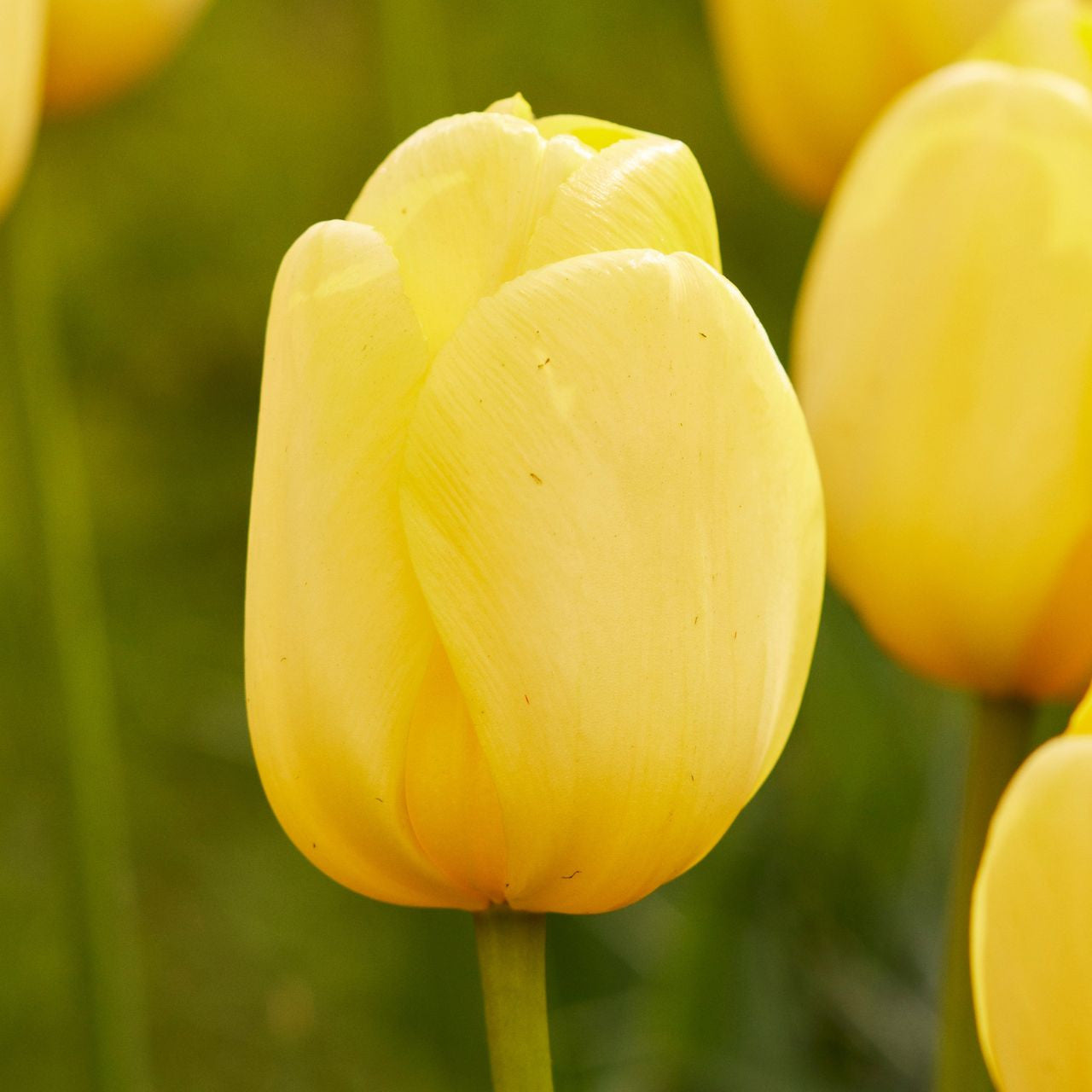 Tulip mix of pinks and yellow