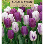 Tulips  - Blends of Beauty