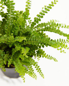 Button Fern (annual)