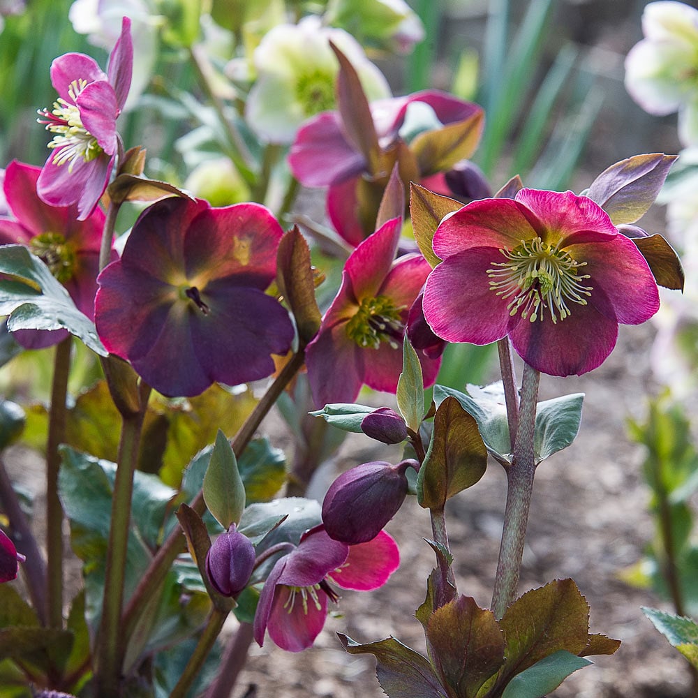 Hellebore Frost Kiss Anna's Red