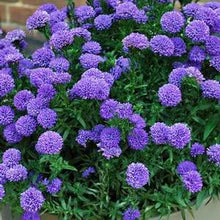 Aster "Blue" 4" PERENNIAL