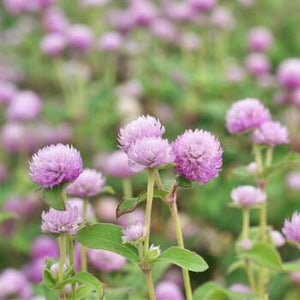 Gomphrena "Buddy Rose"