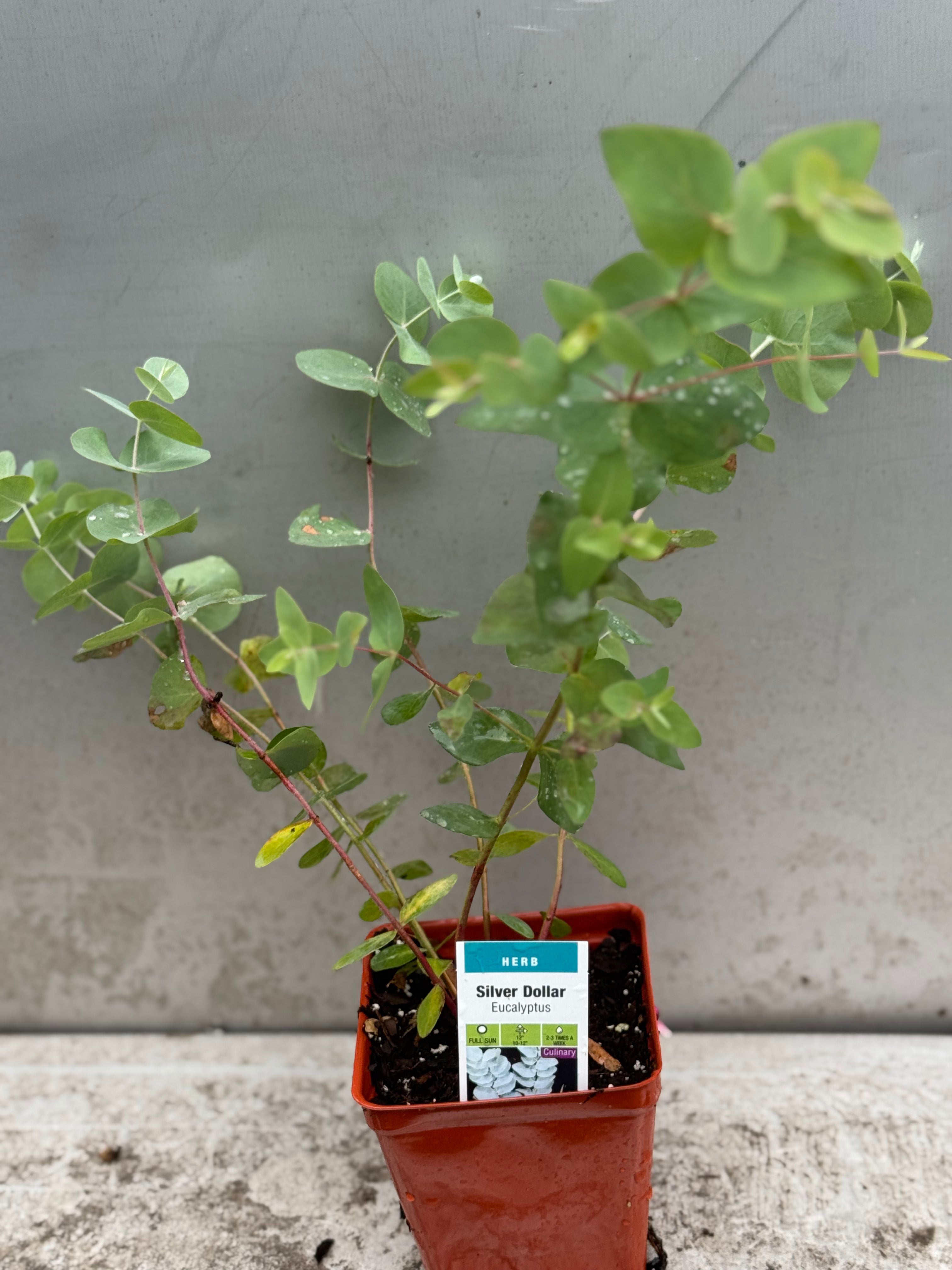 Eucalyptus 3.5" (herb)