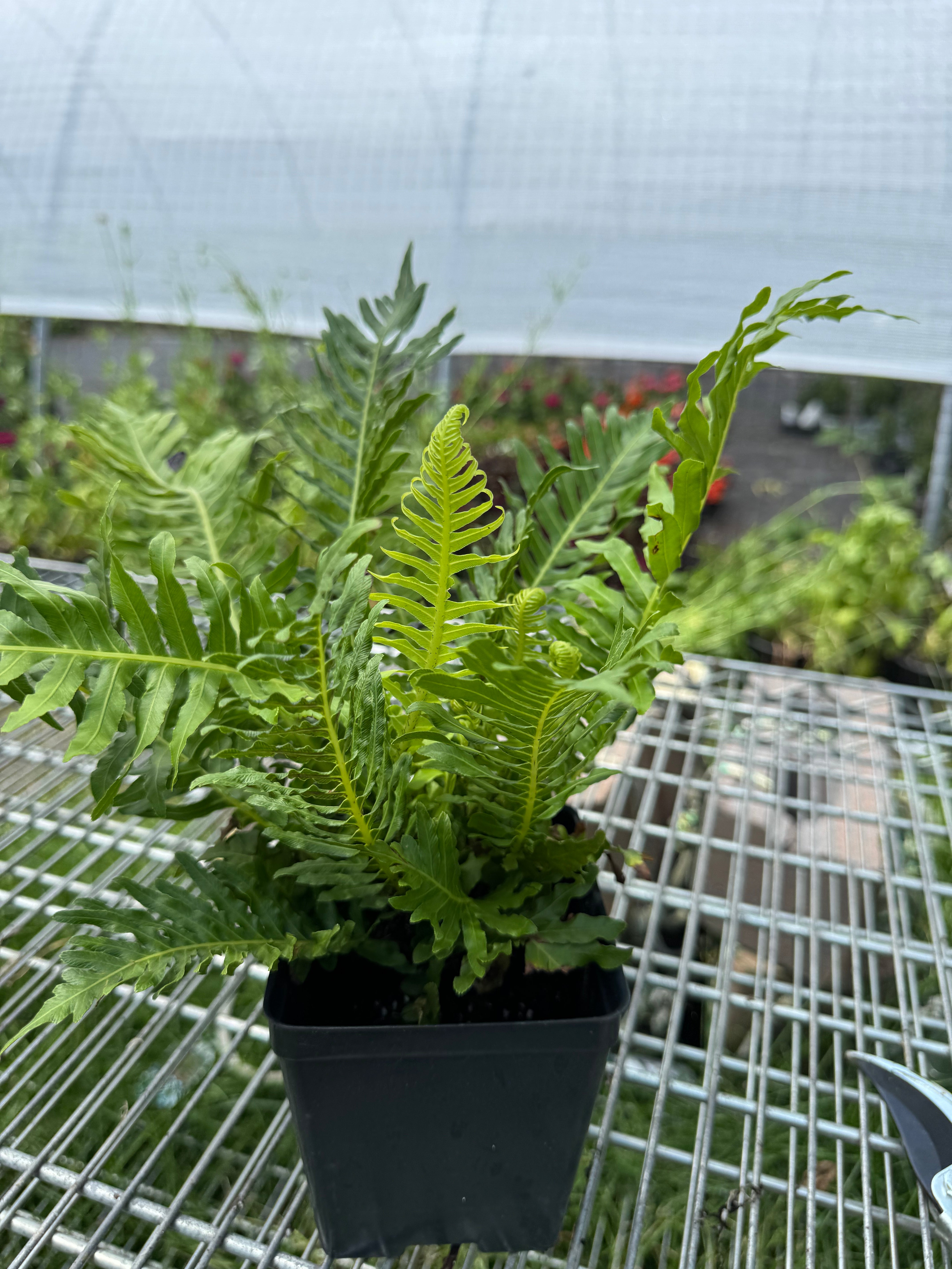 Silver Lady Fern (annual)