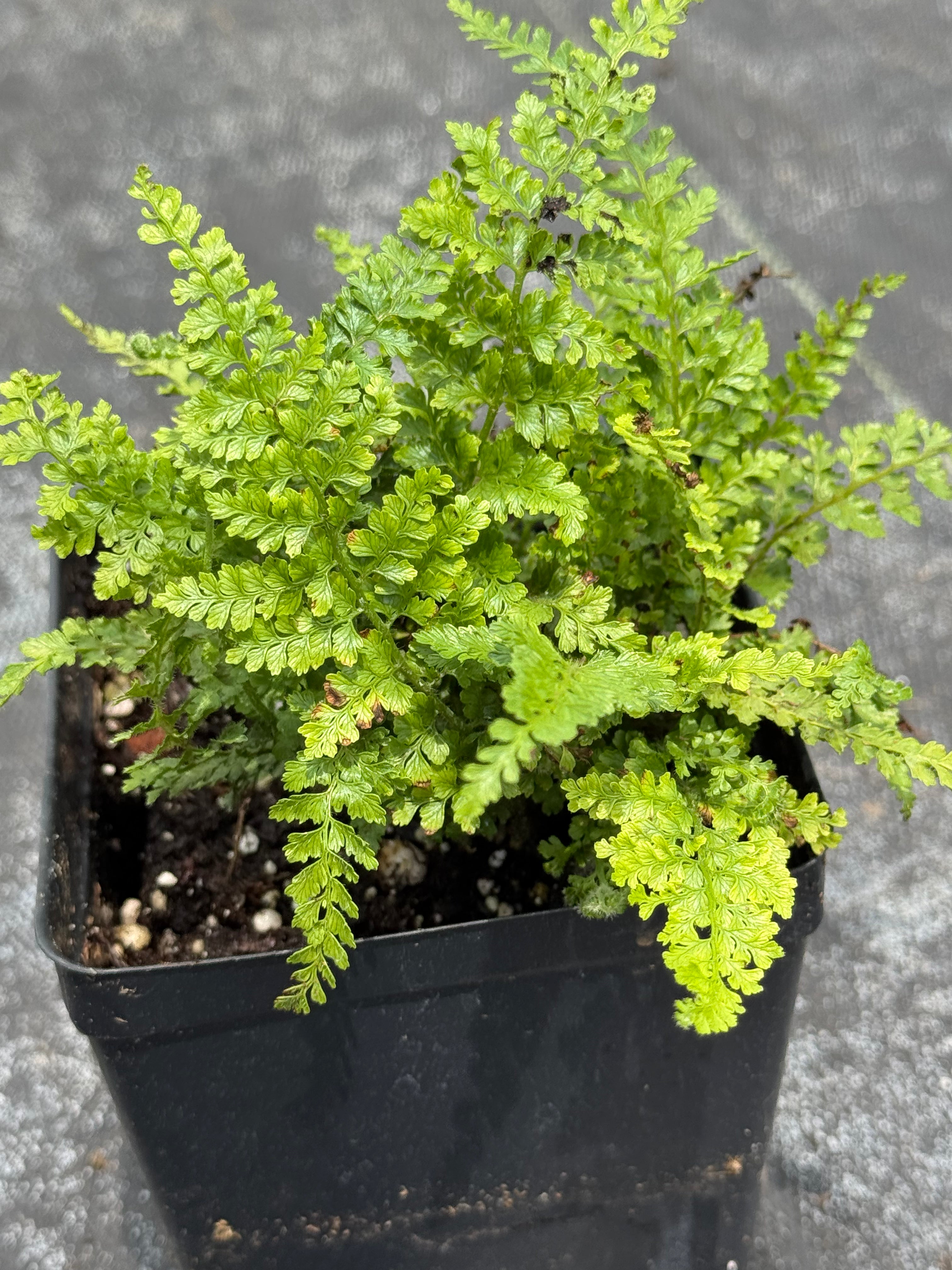 Lace Fern (annual)