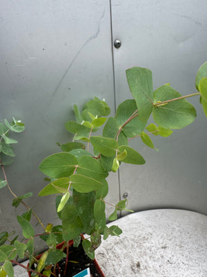 Eucalyptus 3.5" (herb)