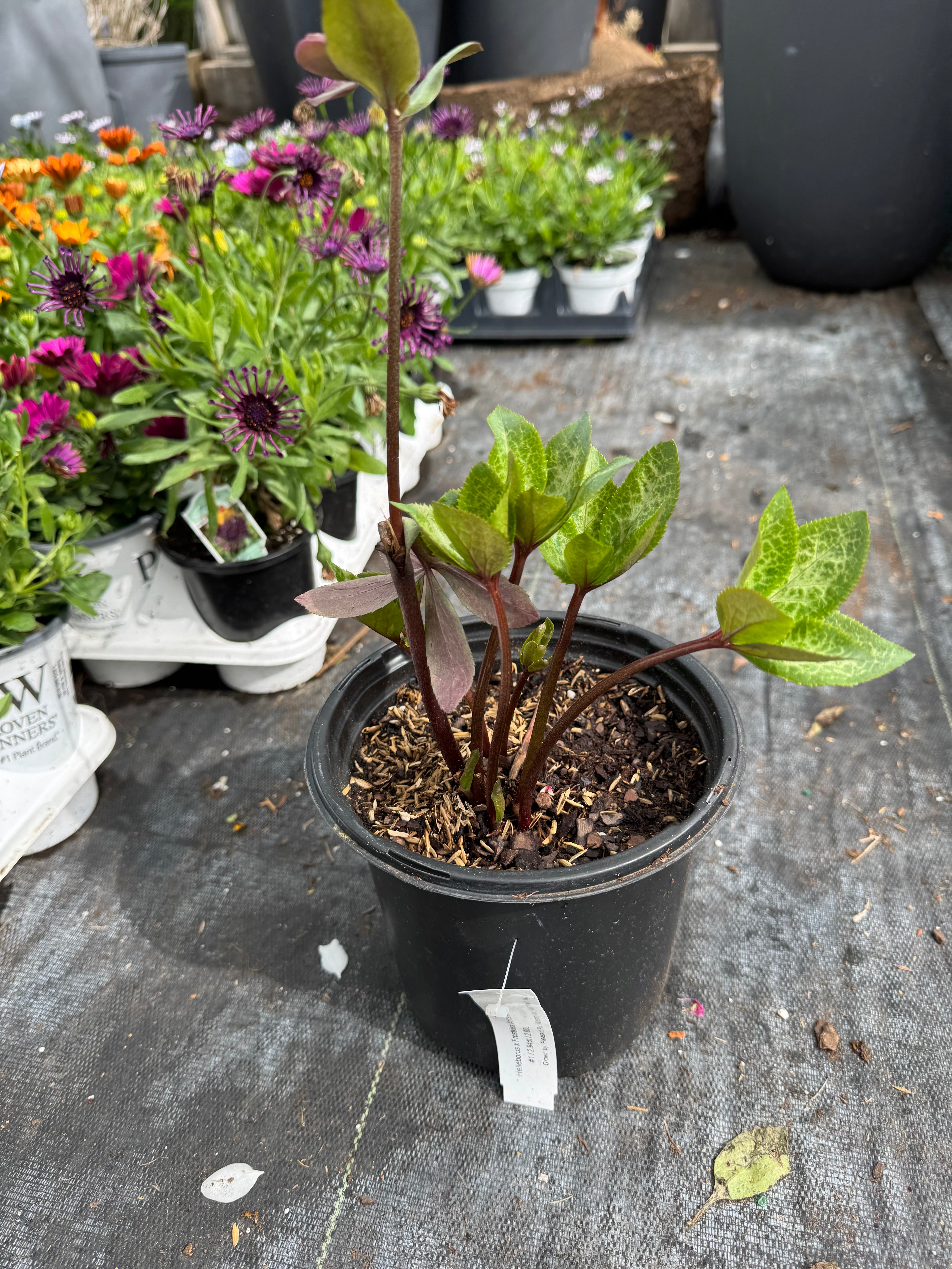 Hellebore Frost Kiss Anna's Red small