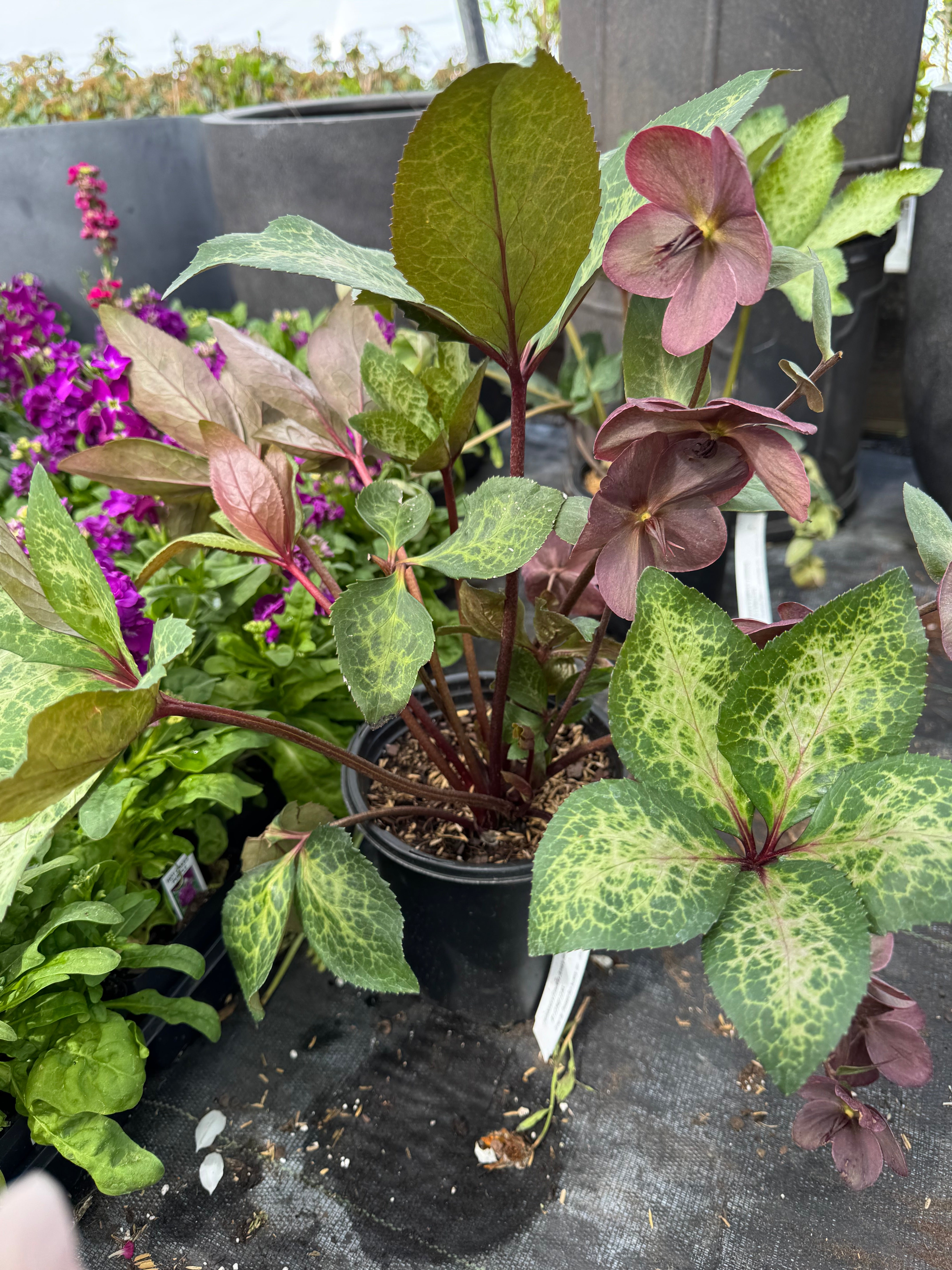 Hellebore Frost Kiss Anna's Red