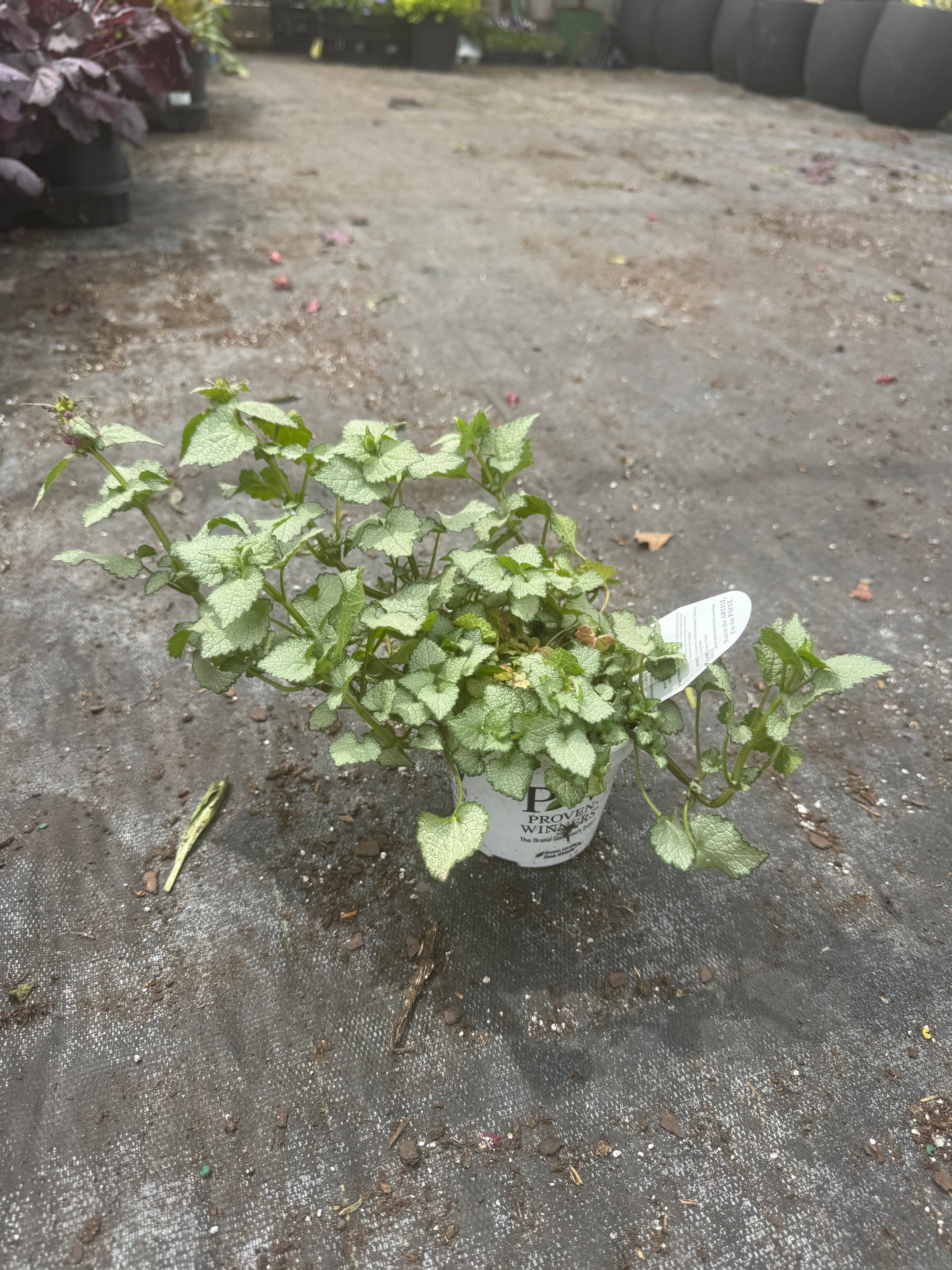 Lamium 4" Part Sun/Shade Perennial