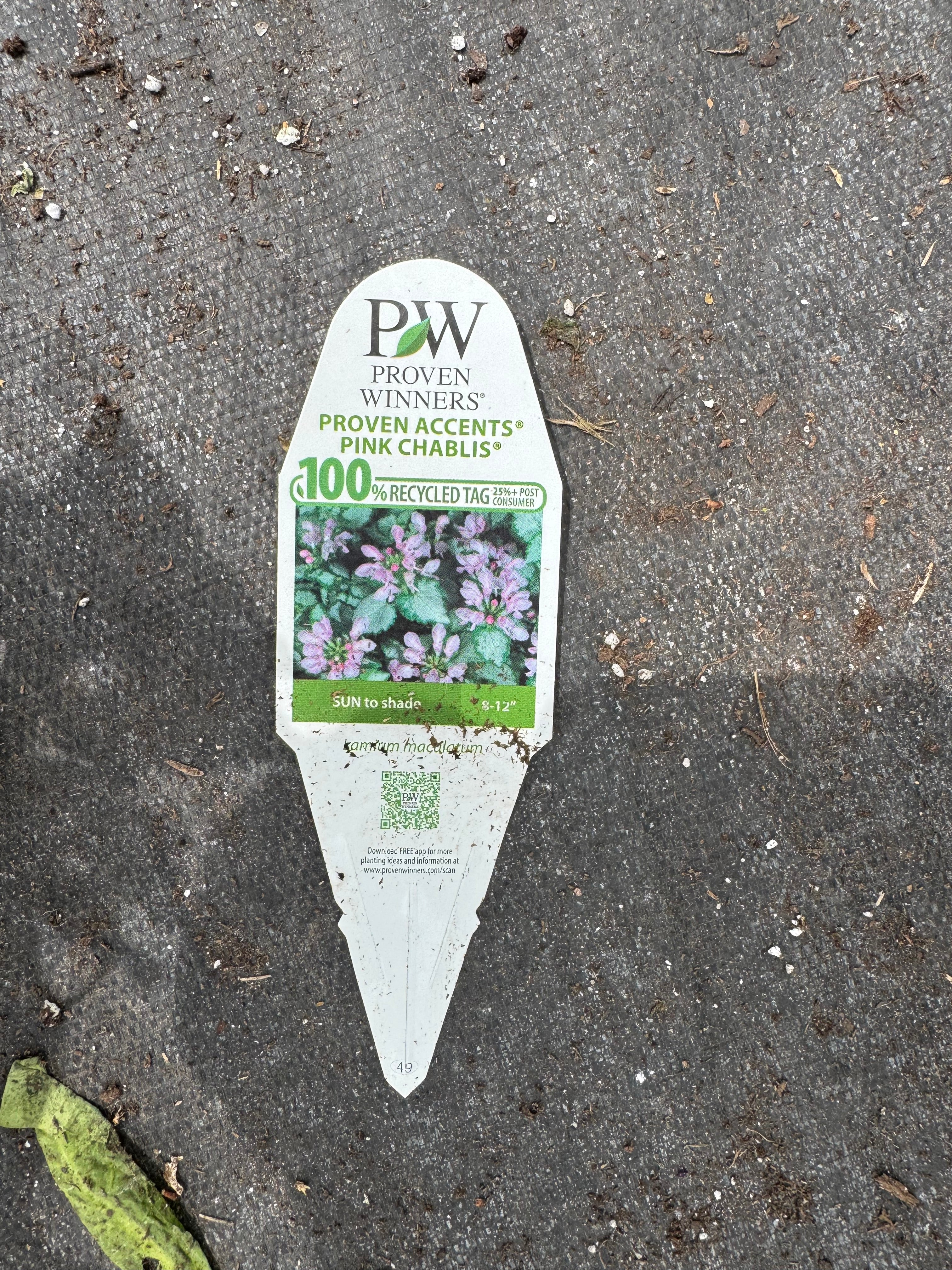 Lamium 4" Part Sun/Shade Perennial