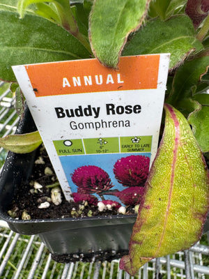 Gomphrena "Buddy Rose"