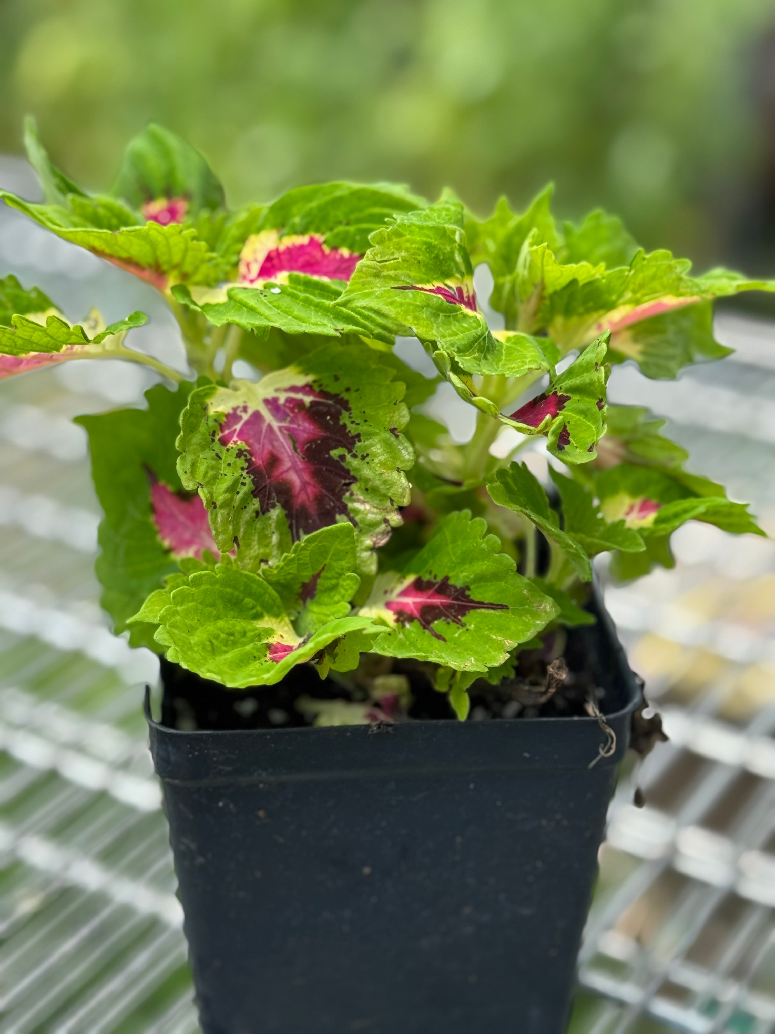 Coleus 'Kong Rose Jr" Part Sun - Shade! Annual