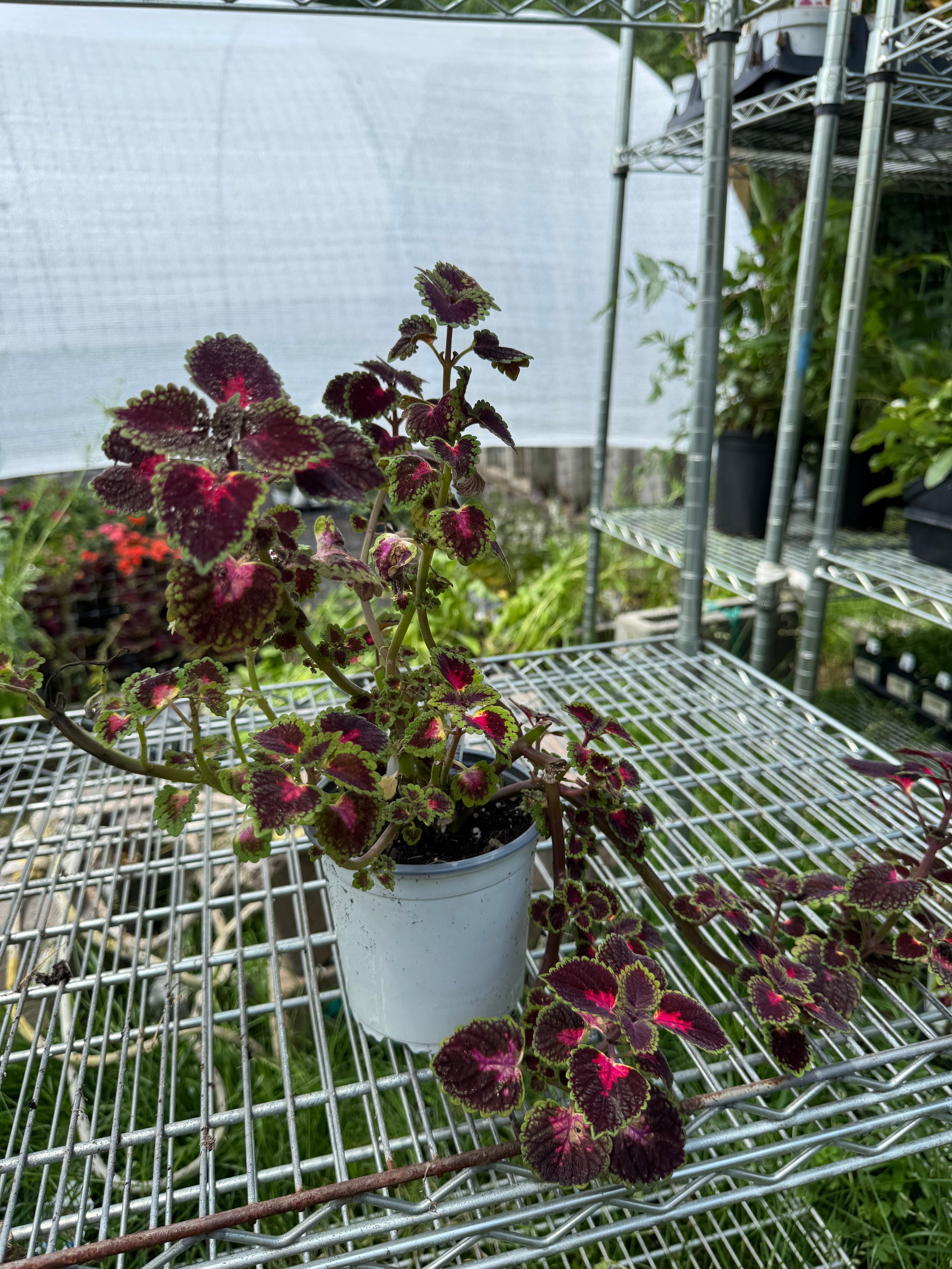 Coleus 'Trailblazer' Part Sun to Shade!