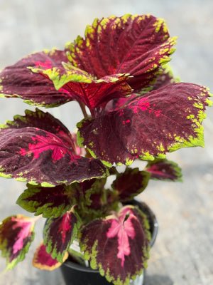 Coleus 'Kong Red' Part Sun to Shade! 6" LARGE!
