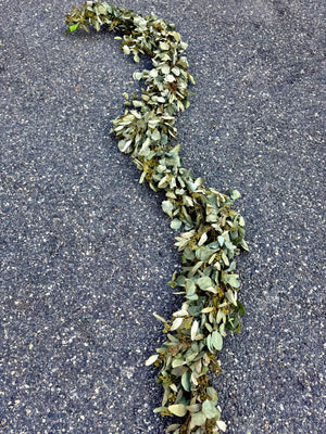 Seeded Eucalyptus and Silver Dollar Eucalyptus Garland - 8ft