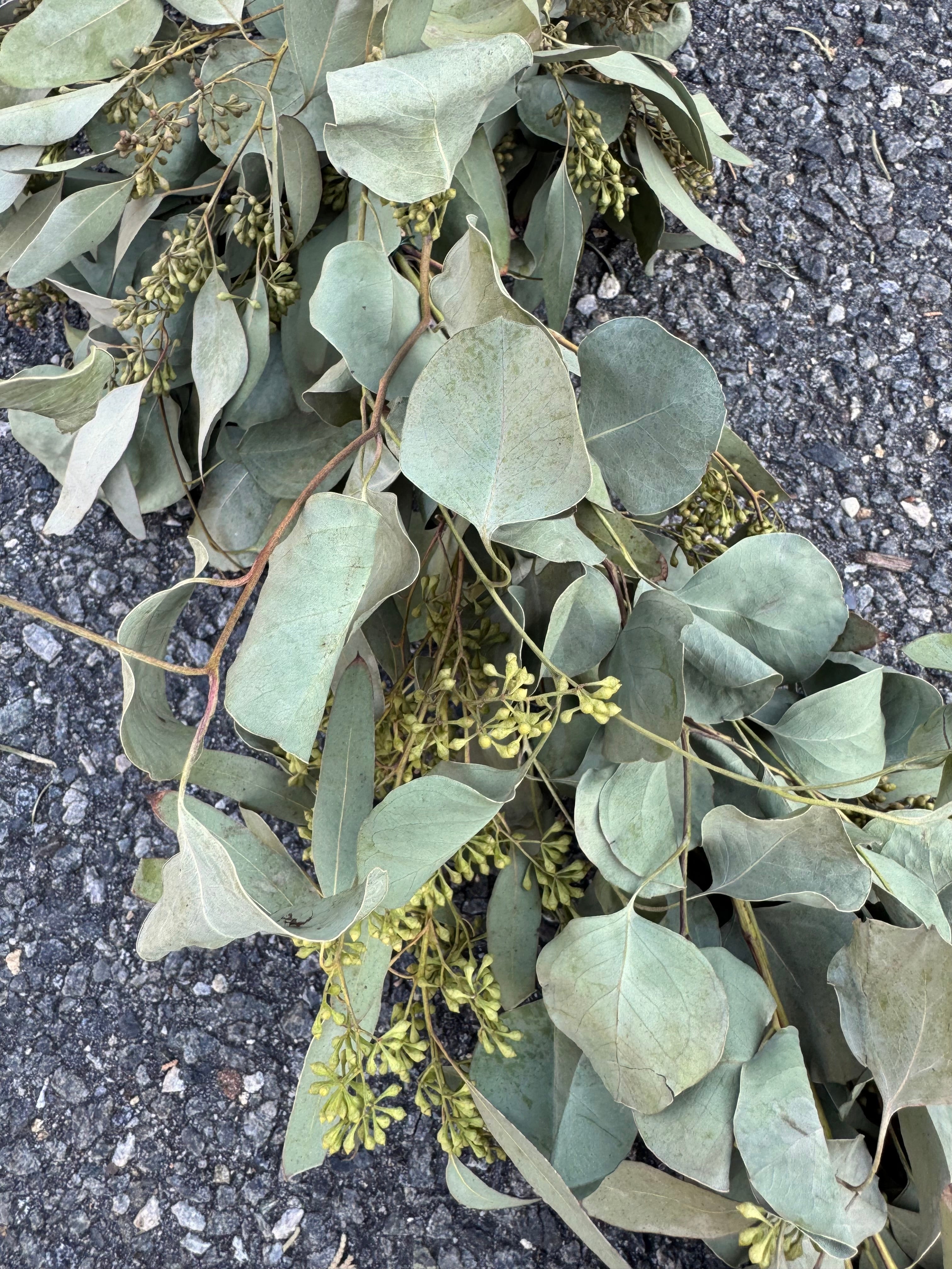 Seeded Eucalyptus and Silver Dollar Eucalyptus Garland - 8ft