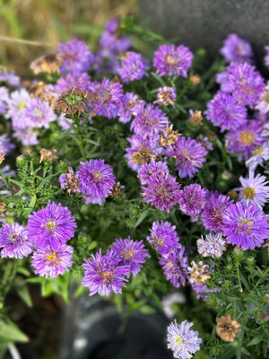 Asters Henry I Purple  PERENNIAL 4"