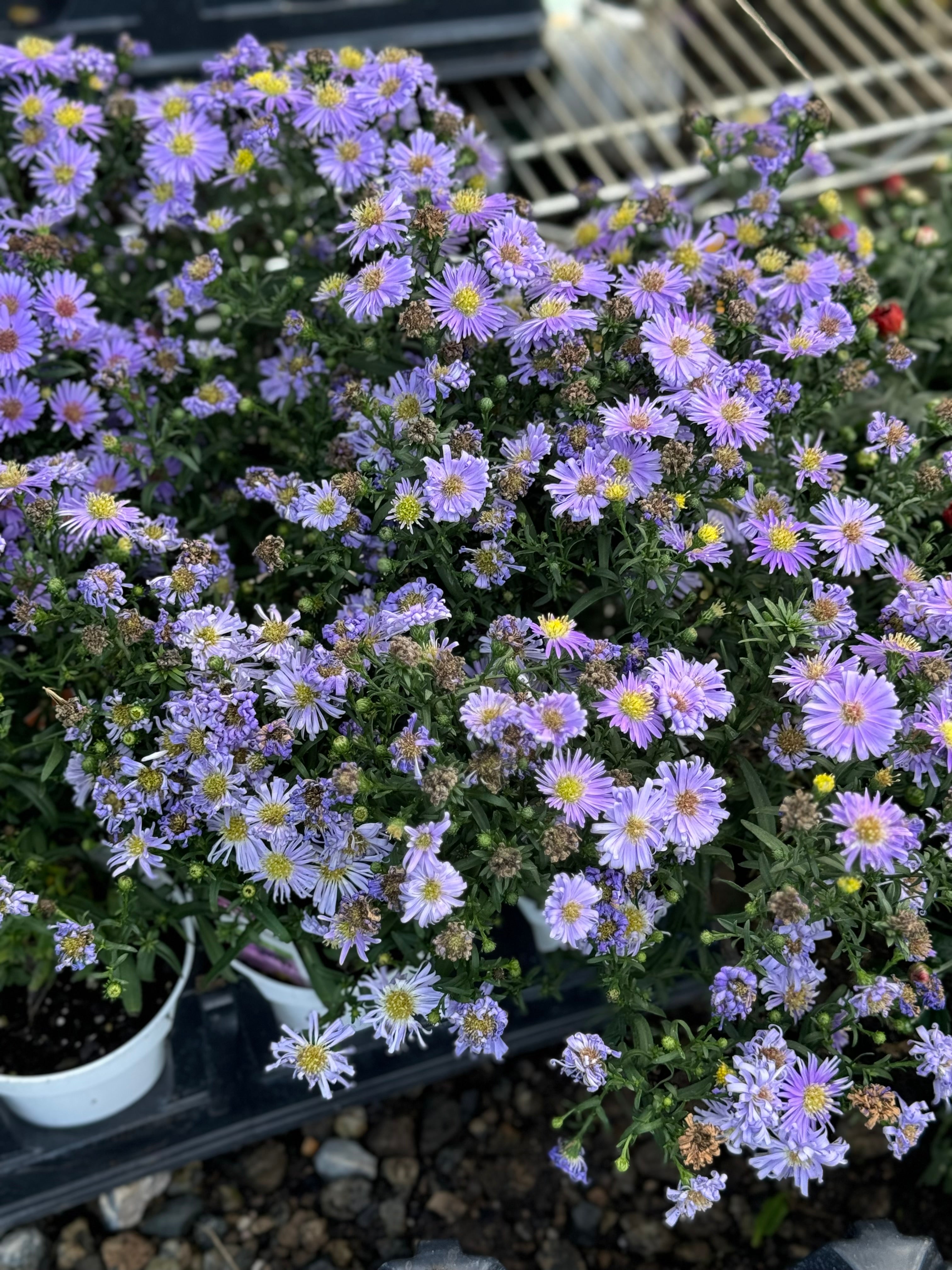 Asters Believer (needs to be deadheaded) PERENNIAL4"