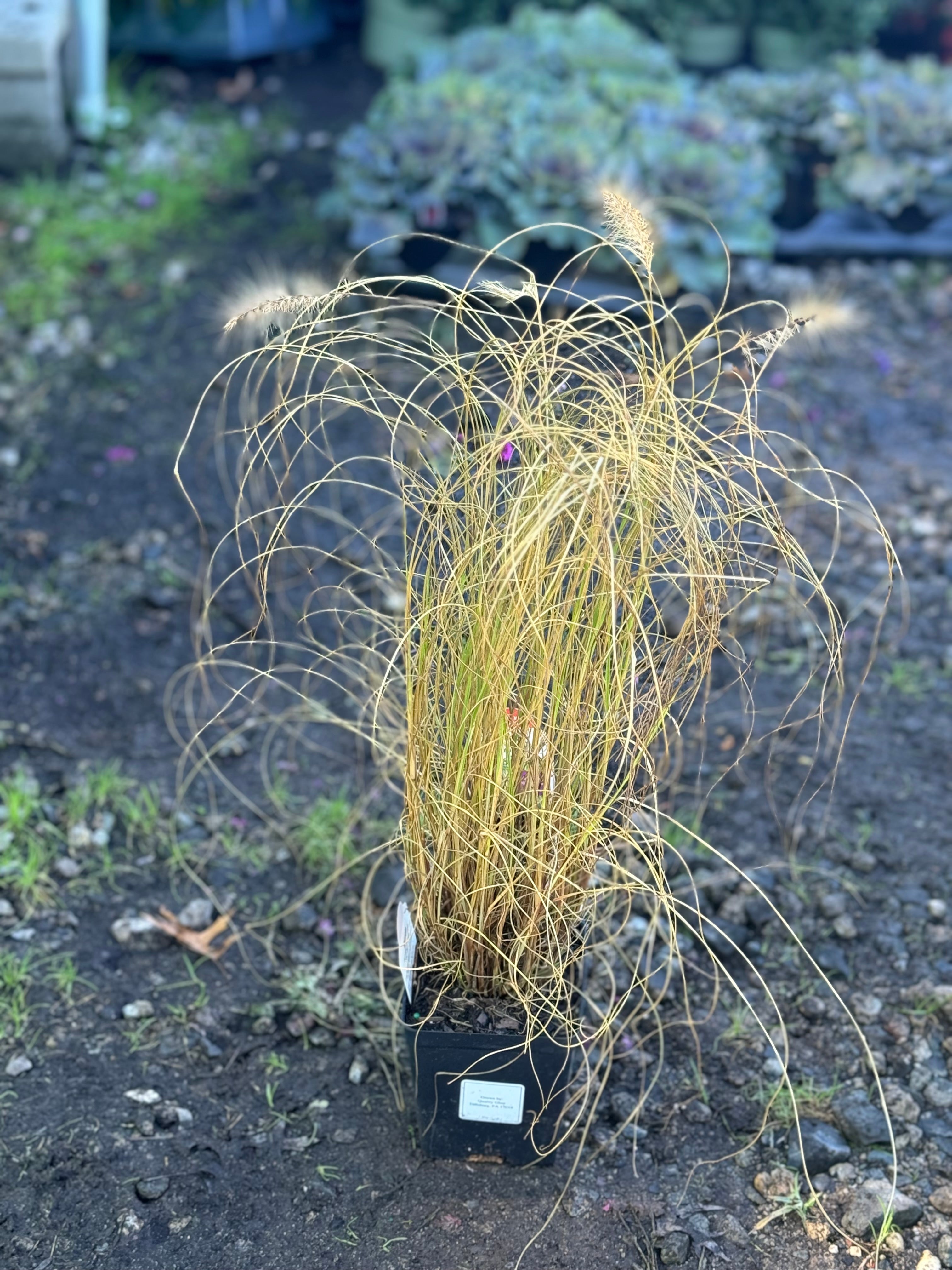 Hamlin 'Fountain' grass  - 4"