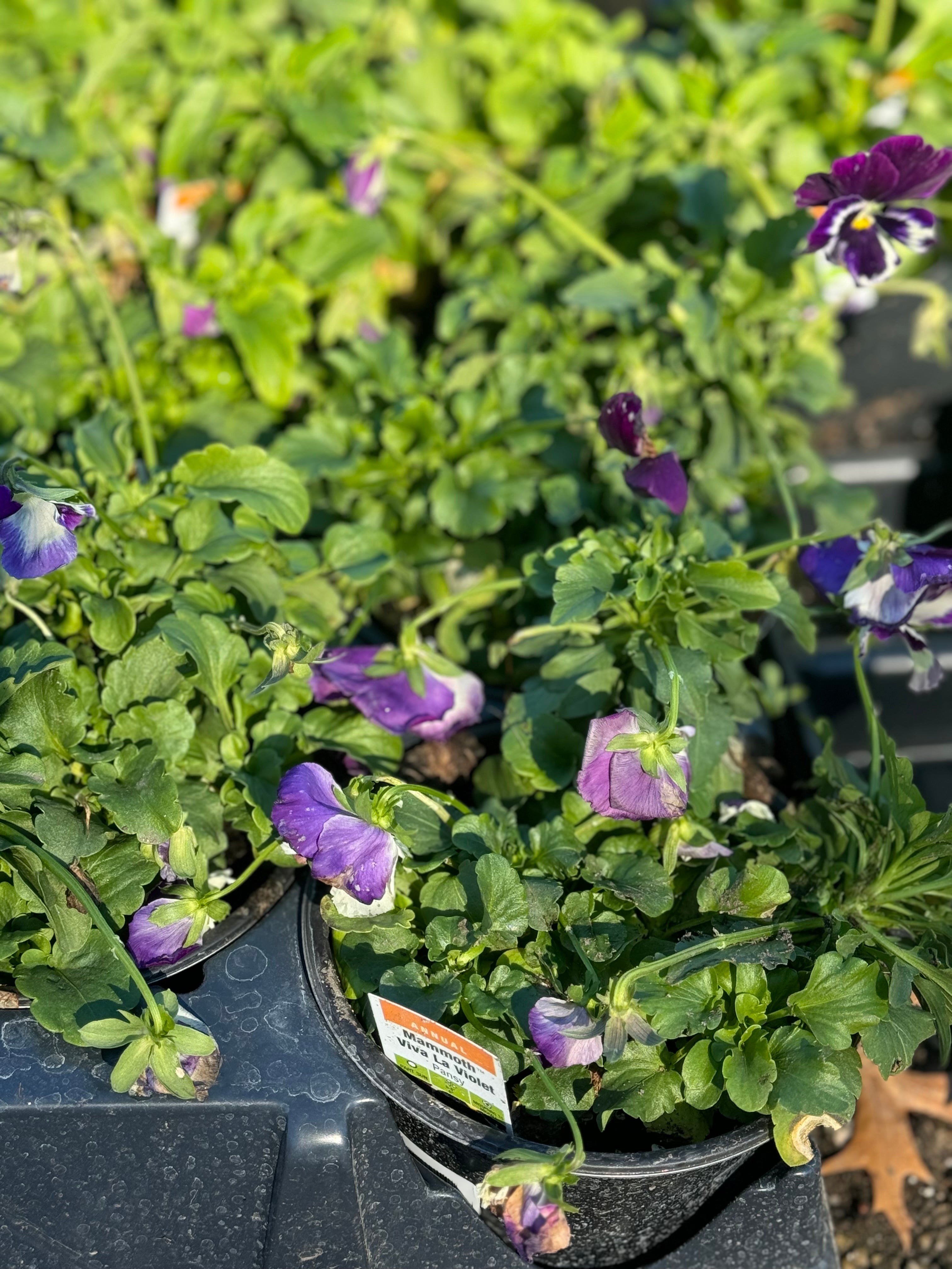 PANSY AND VIOLA DEEP DISCOUNT!!!!! ONE DOLLAR EACH!!!