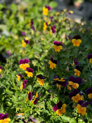 PANSY AND VIOLA DEEP DISCOUNT!!!!! ONE DOLLAR EACH!!!