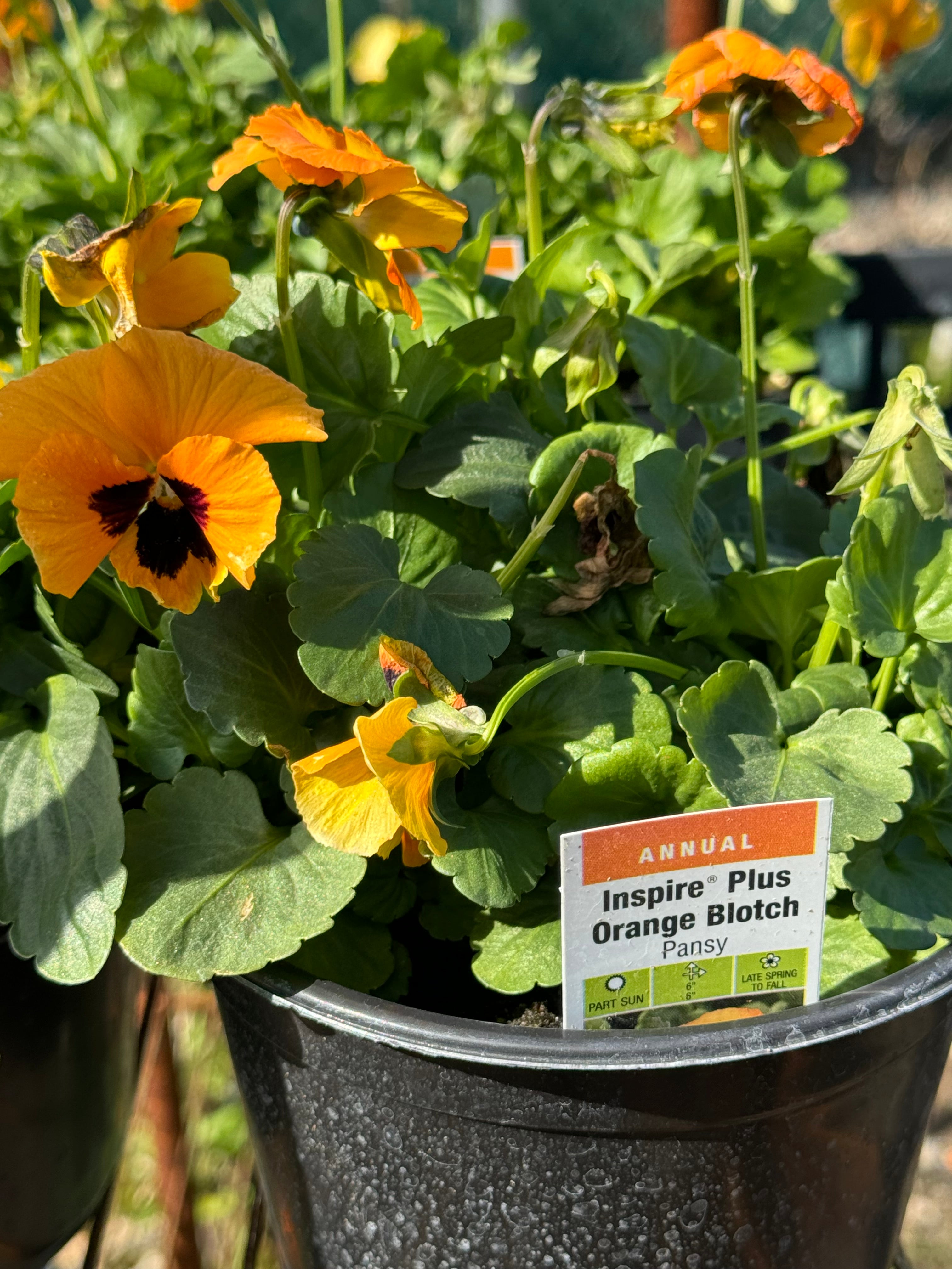 PANSY AND VIOLA DEEP DISCOUNT!!!!! ONE DOLLAR EACH!!!