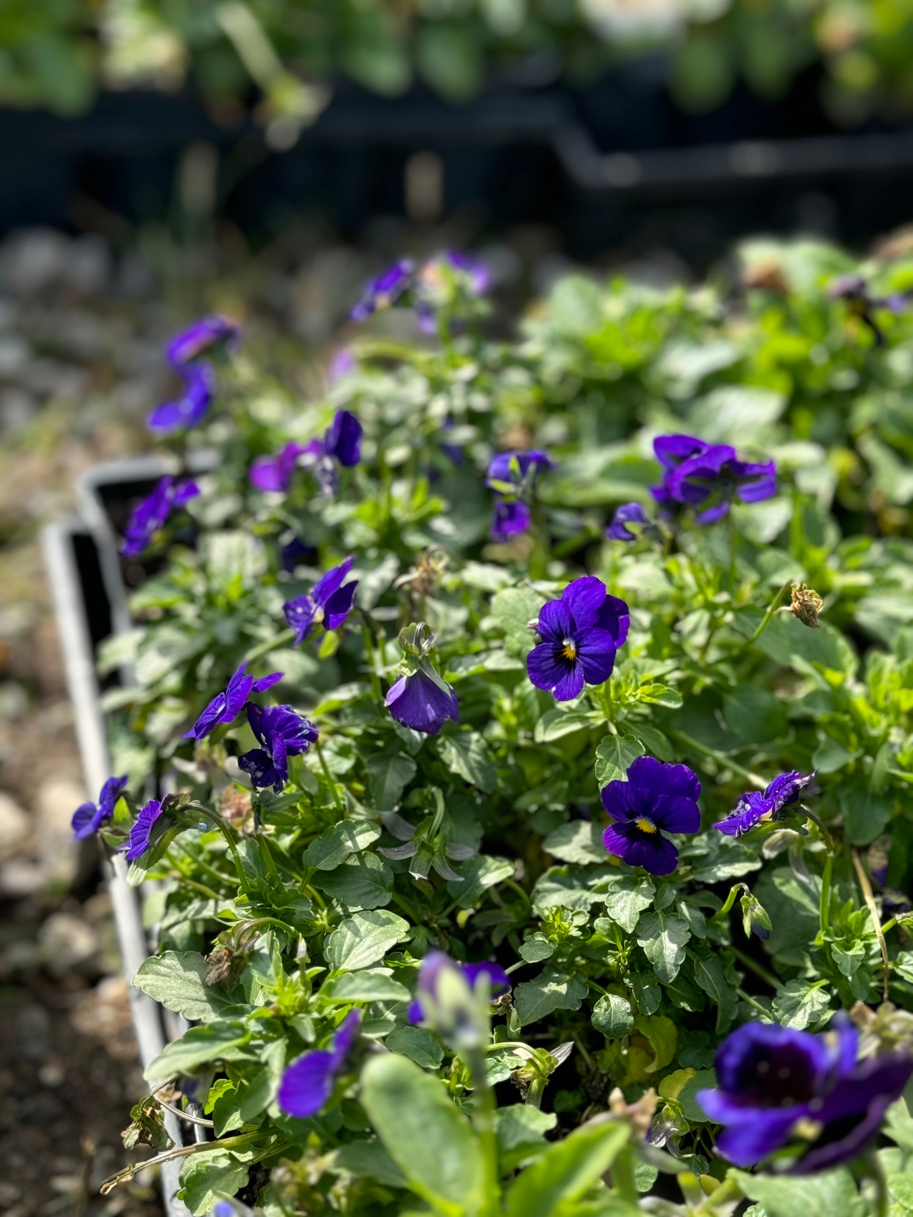 PANSY AND VIOLA DEEP DISCOUNT!!!!! ONE DOLLAR EACH!!!