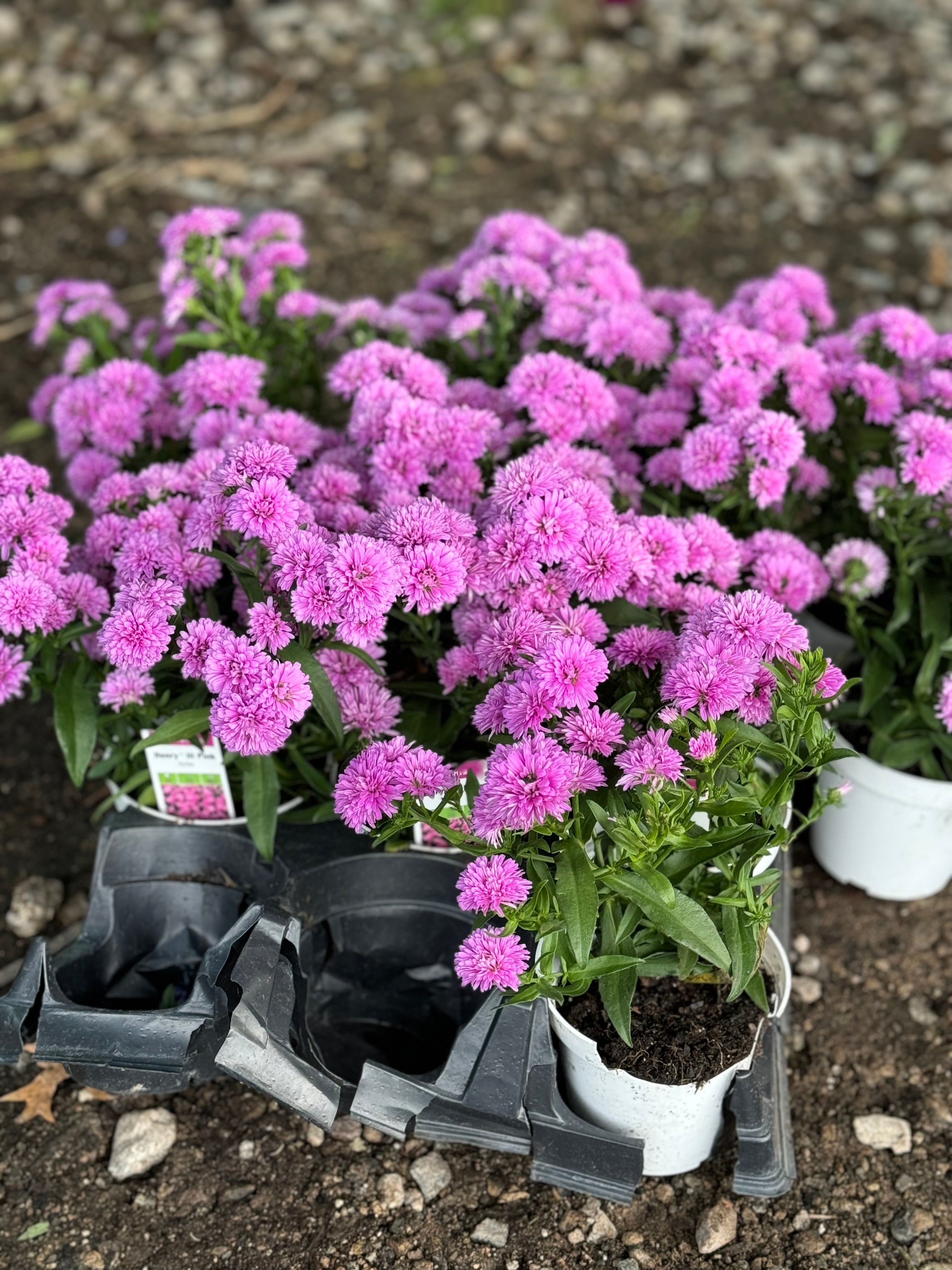 Aster "Henry" Pink 4" PERENNIAL