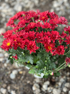 Mum Stellar Red 4"