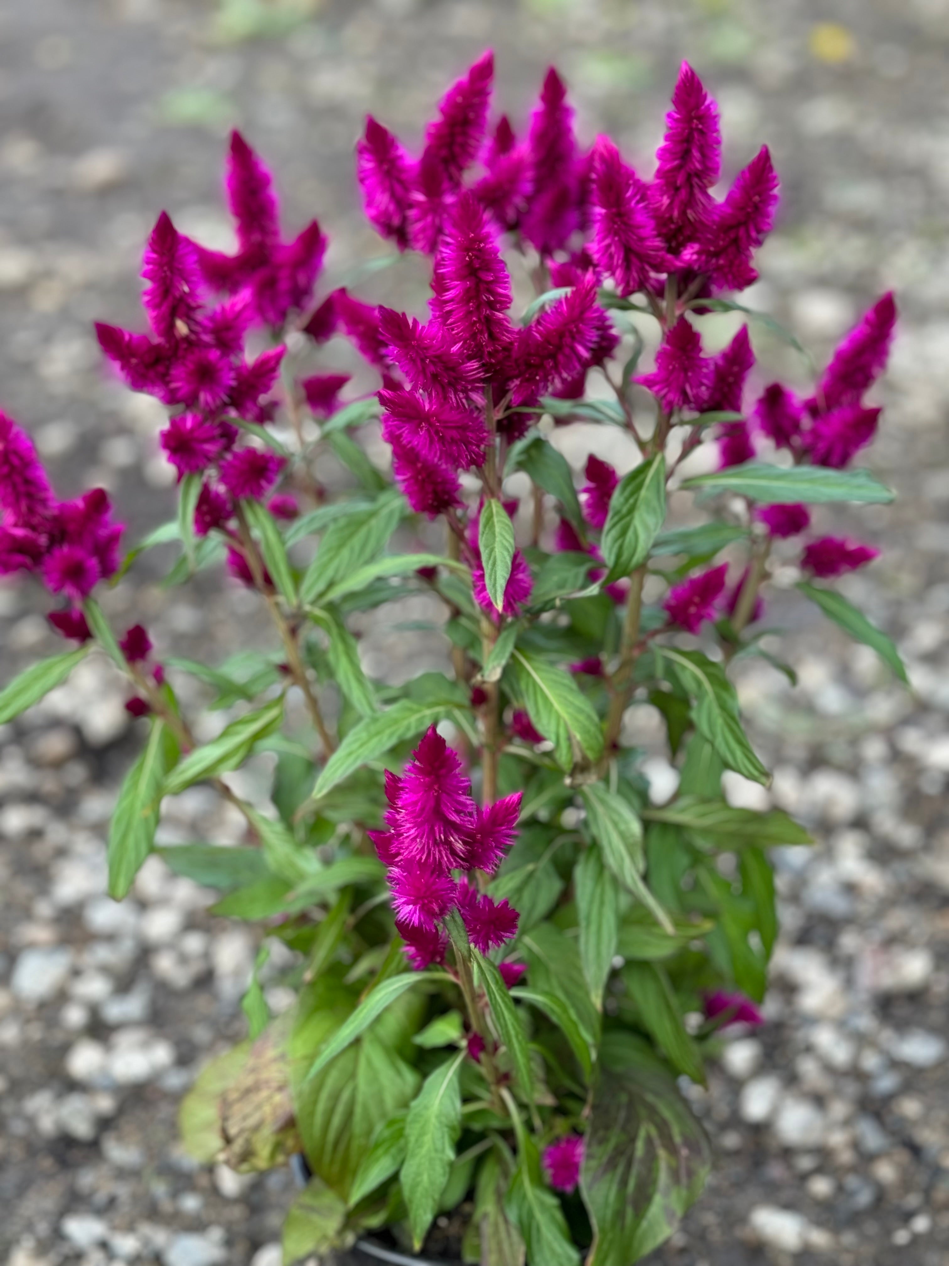 Celosia Purple 6"