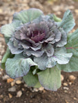 Cabbage purple  - 8"