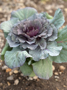 Cabbage purple  - 8"