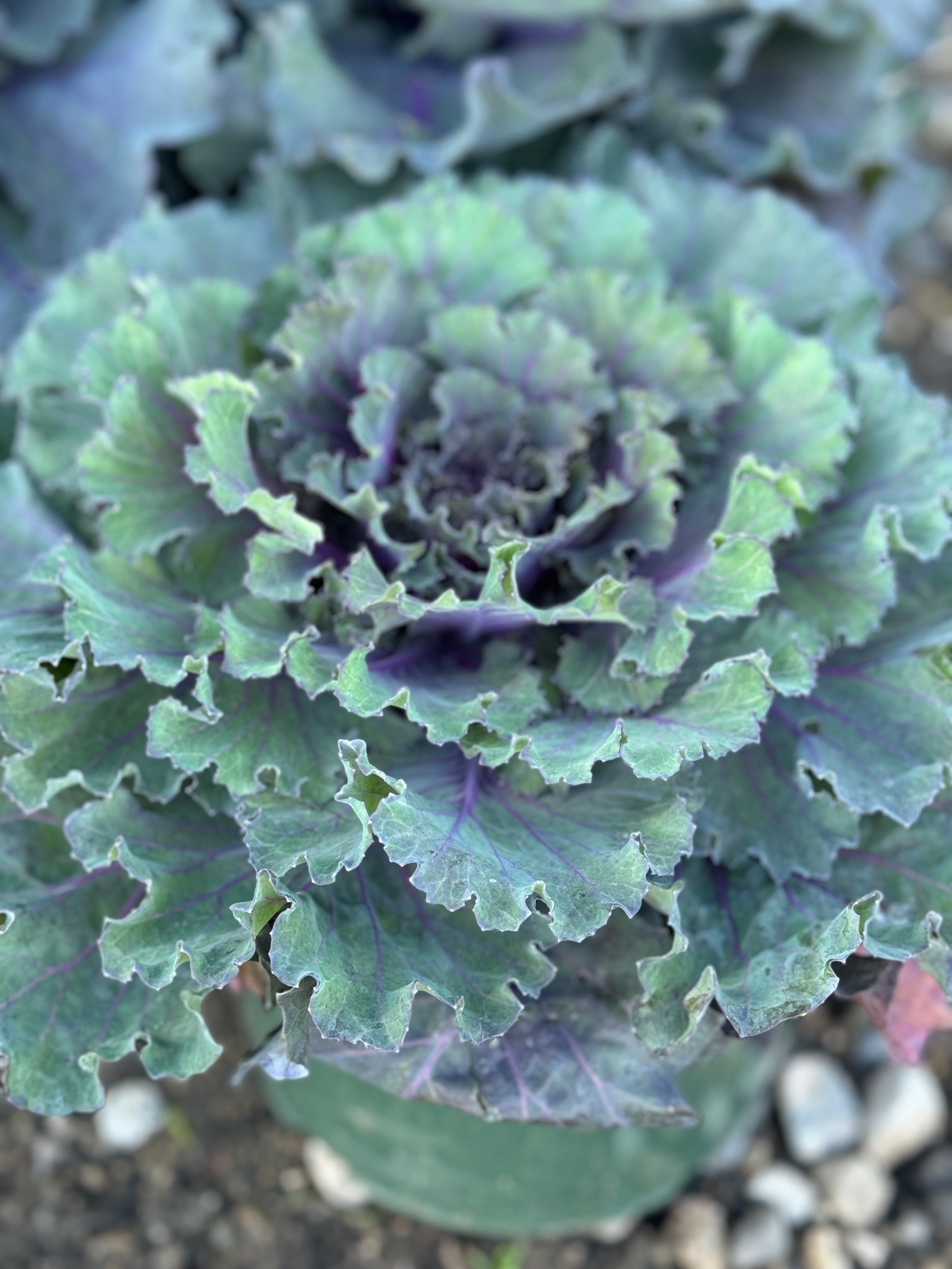 Cabbage purple  - 6"