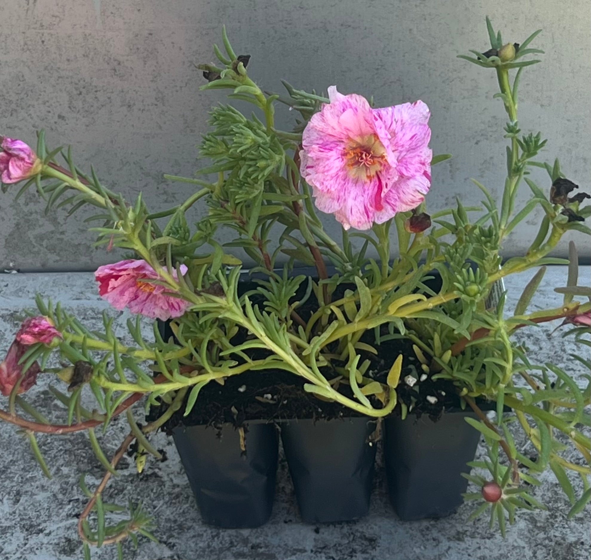 Portulaca pink cellpack pink