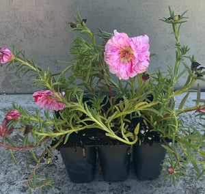 Portulaca pink cellpack pink