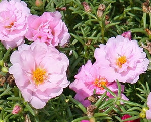Portulaca pink cellpack pink