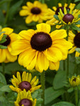 Rudebekia 'Toto' 6" - Biennial or short lived perennial (need some deadheading)