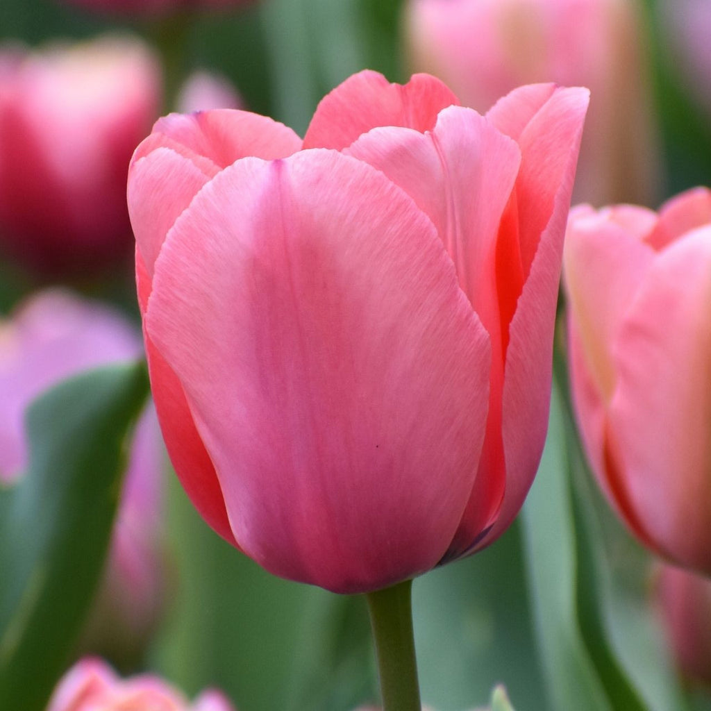 Tulip mix of pinks and yellow