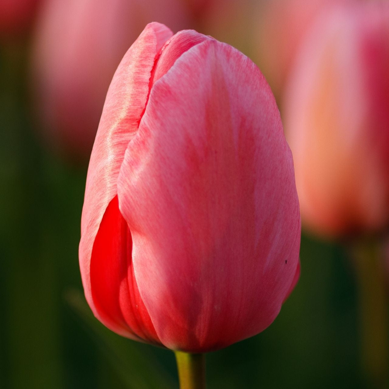 Tulip mix of pinks and yellow