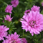 Aster "Henry" Pink 4" PERENNIAL