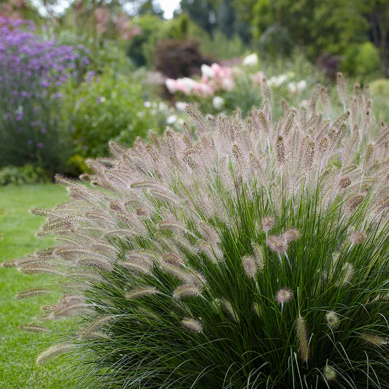 Hamlin 'Fountain' grass  - 4"