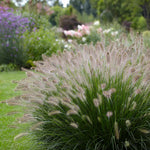 Hamlin 'Fountain' grass  - 4"