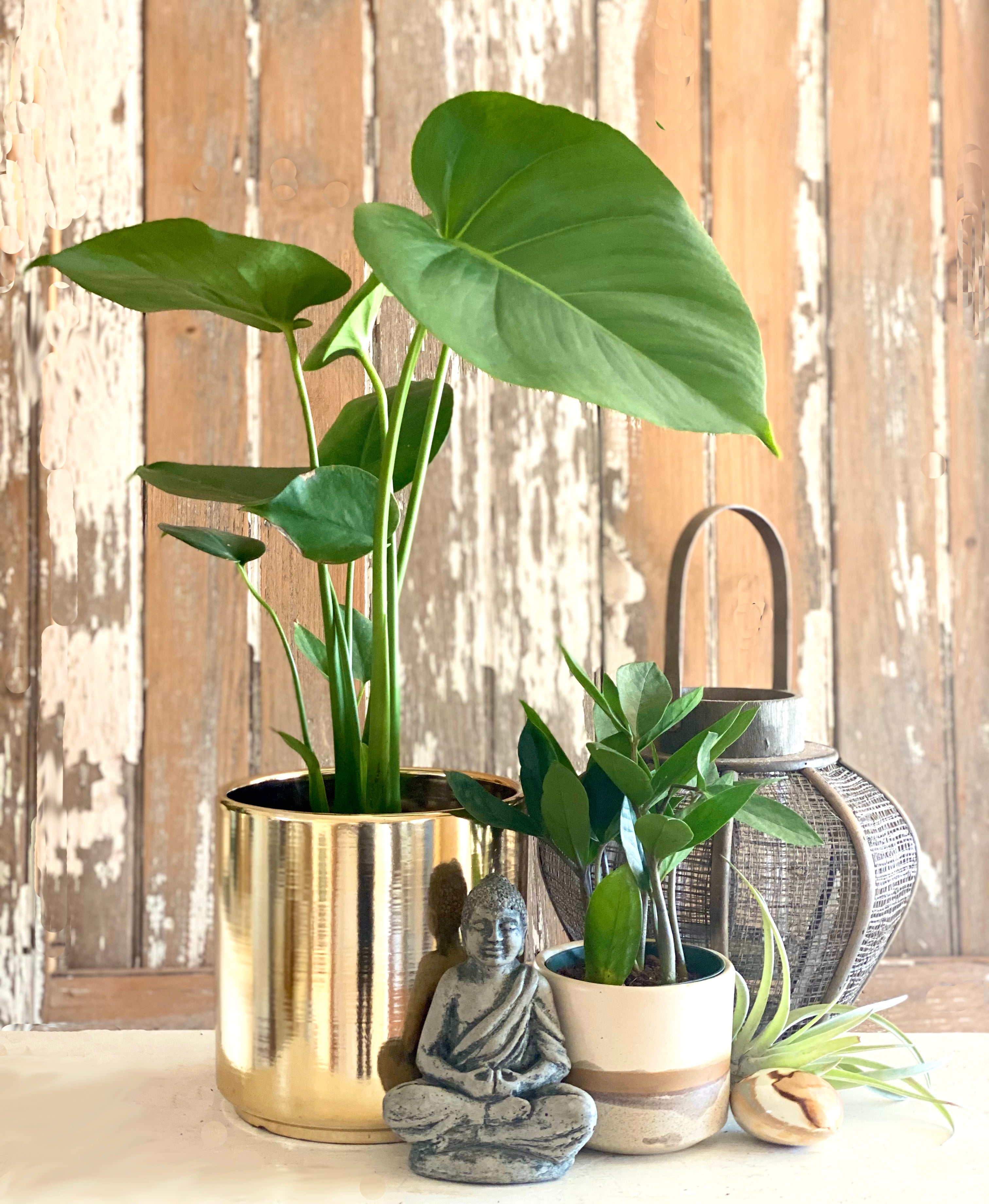 Holiday 6" Monstera (Philandendron)