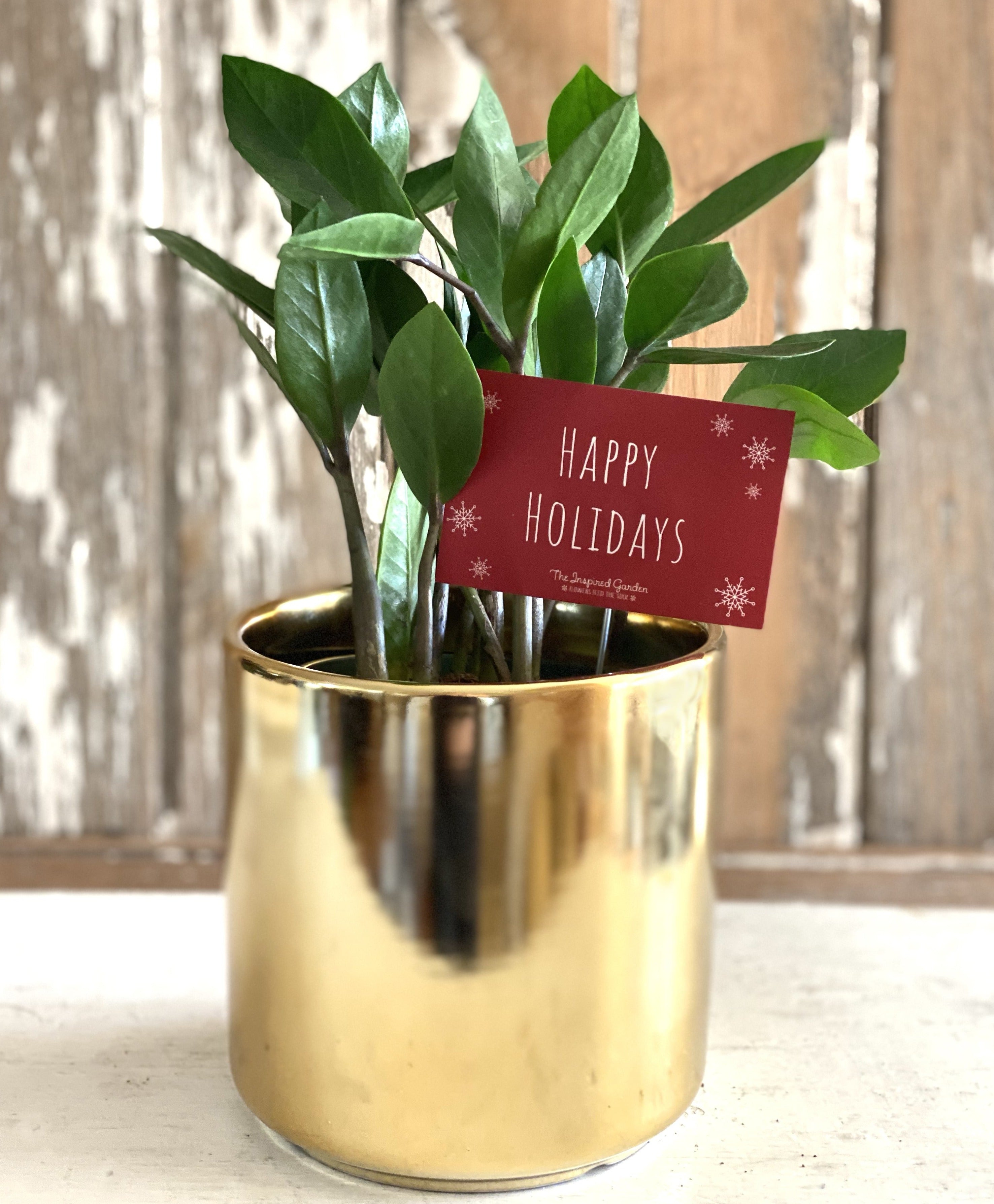 Thankful 4" ZZ Plant