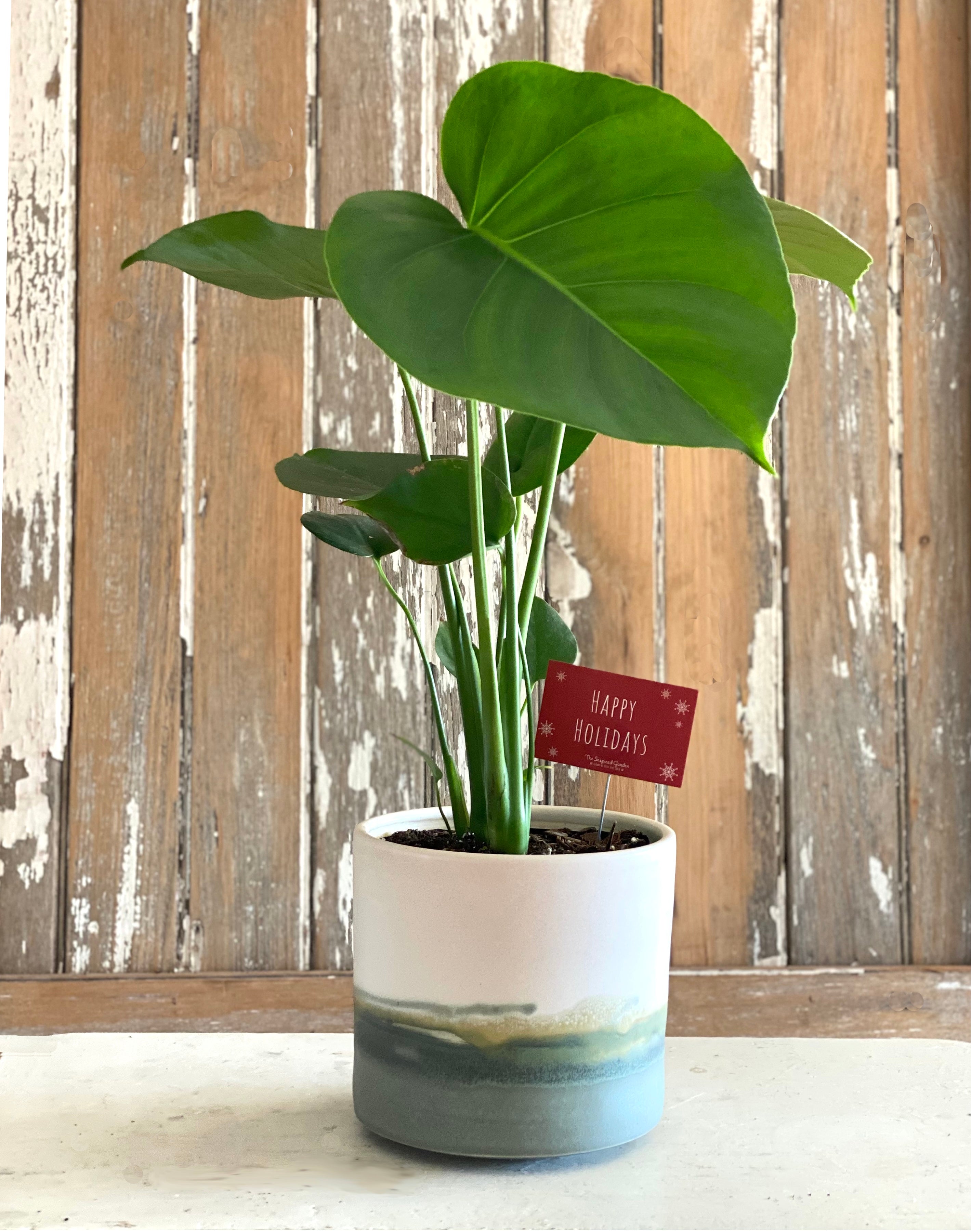Holiday 6" Monstera (Philandendron)