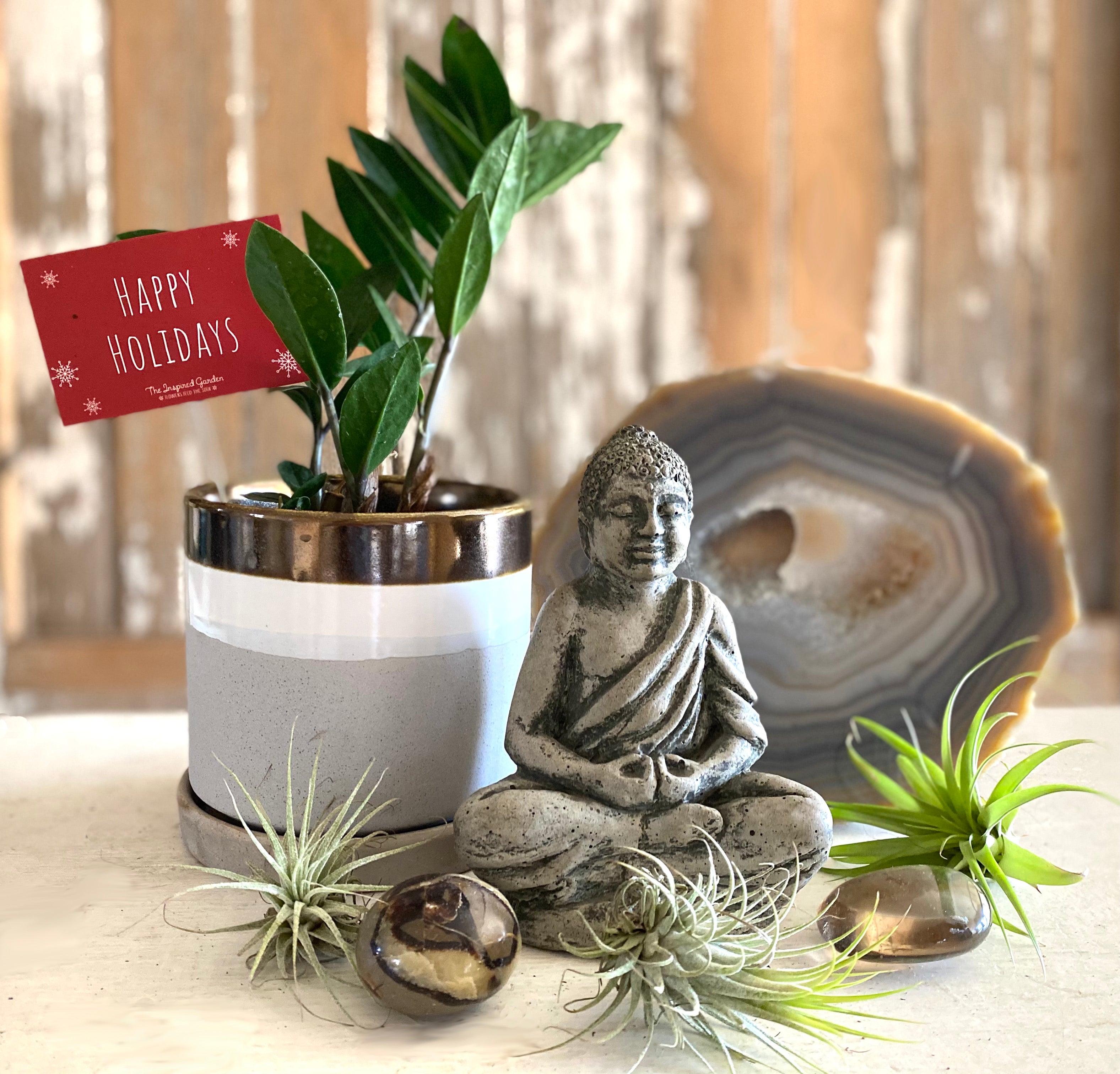 Thankful 4" ZZ Plant