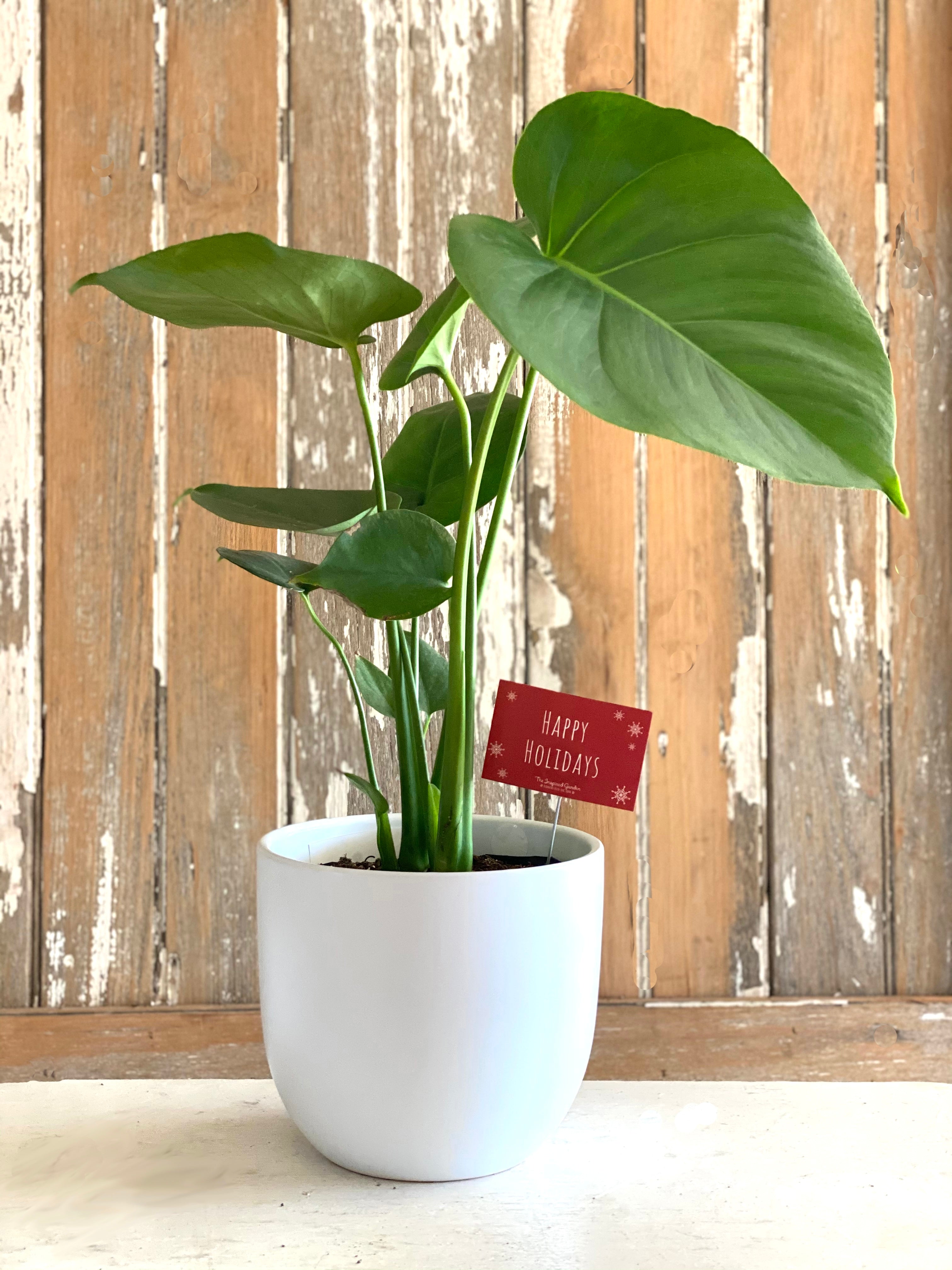 Holiday 6" Monstera (Philandendron)