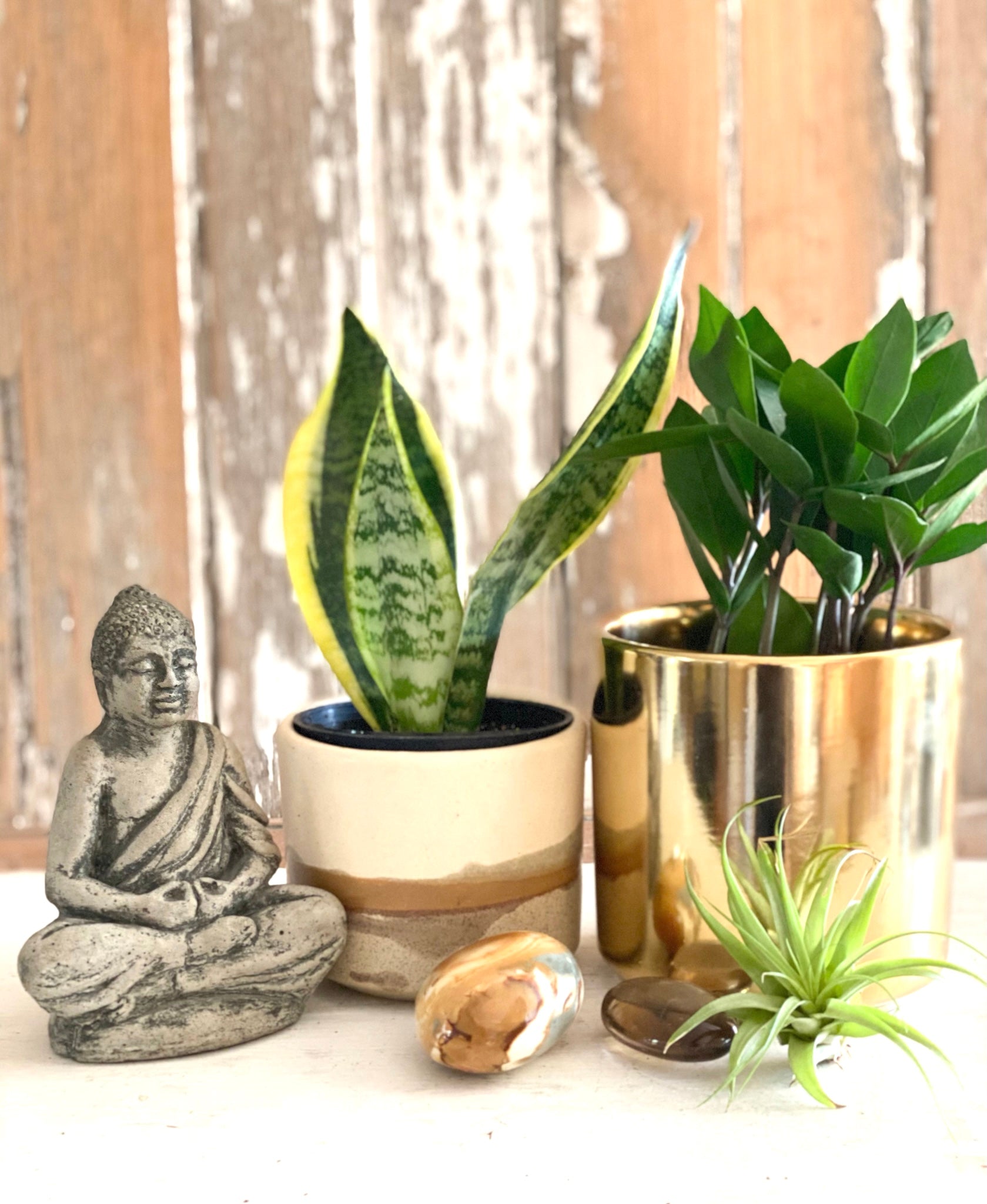 Thankful 4" ZZ Plant